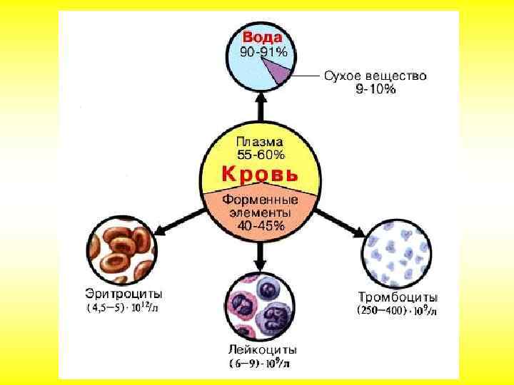 Кровь недаром называют «зеркалом здоровья» , состав плазмы и количество форменных элементов крови поддерживается