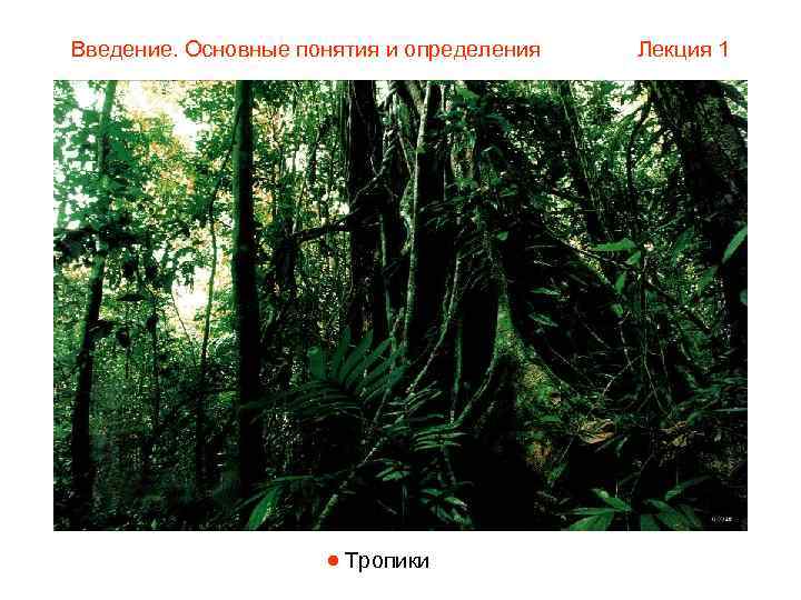 Введение. Основные понятия и определения  Лекция 1      Тропики