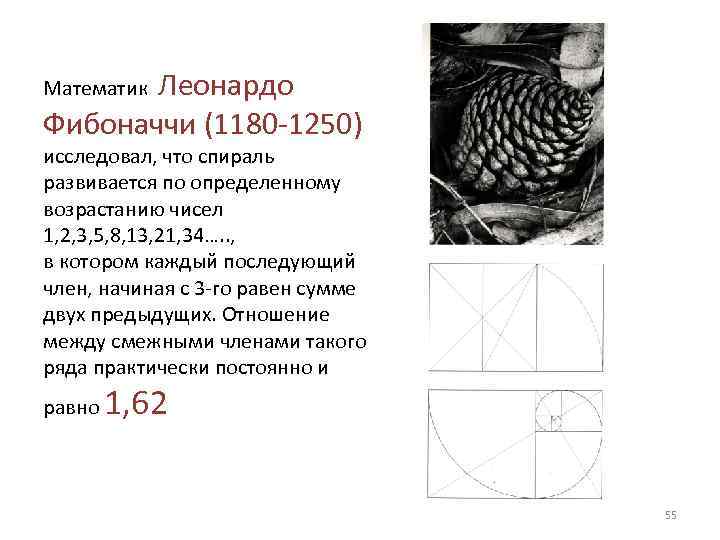  Леонардо Математик Фибоначчи (1180 1250) исследовал, что спираль развивается по определенному возрастанию чисел