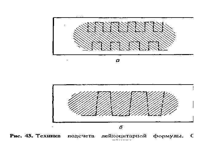   Техника приготовления мазка на предметном     стекле  •