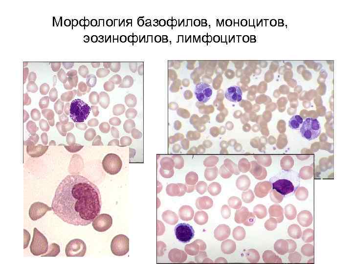  • В настоящее время предлагается широкий  спектр высококачественных красителей  (фирма 