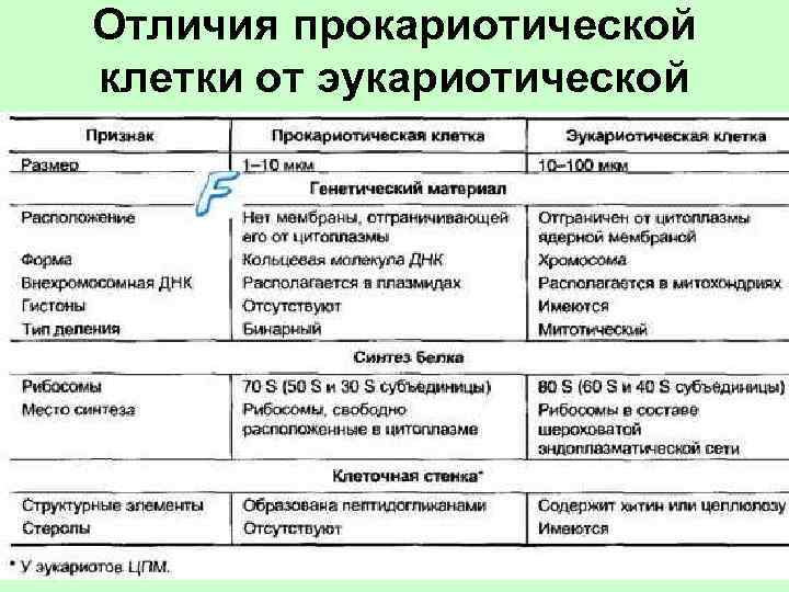 Отличия прокариотической клетки от эукариотической 