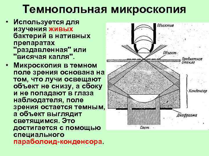  Темнопольная микроскопия • Используется для изучения живых бактерий в нативных препаратах 