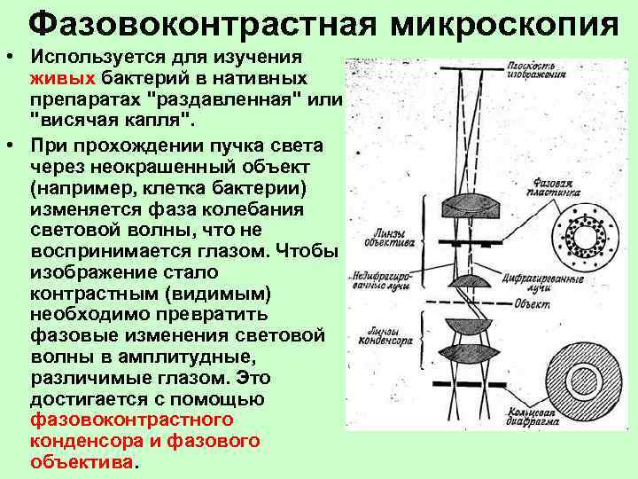  Фазовоконтрастная микроскопия • Используется для изучения живых бактерий в нативных препаратах 