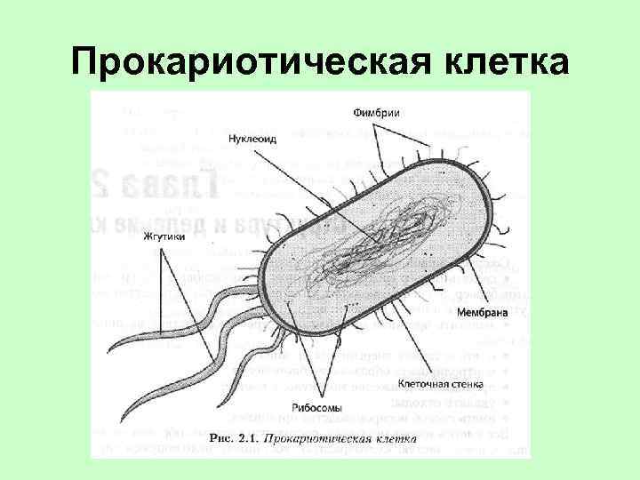 Прокариотическая клетка 