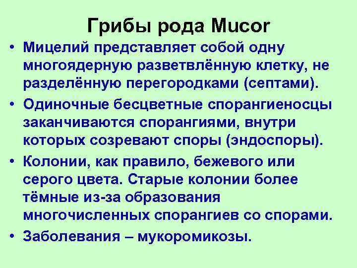    Грибы рода Mucor • Мицелий представляет собой одну  многоядерную разветвлённую