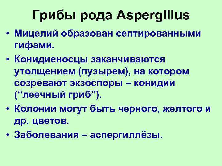   Грибы рода Aspergillus • Мицелий образован септированными  гифами.  • Конидиеносцы