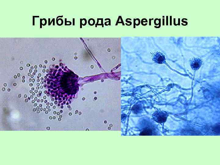 Грибы рода Aspergillus 