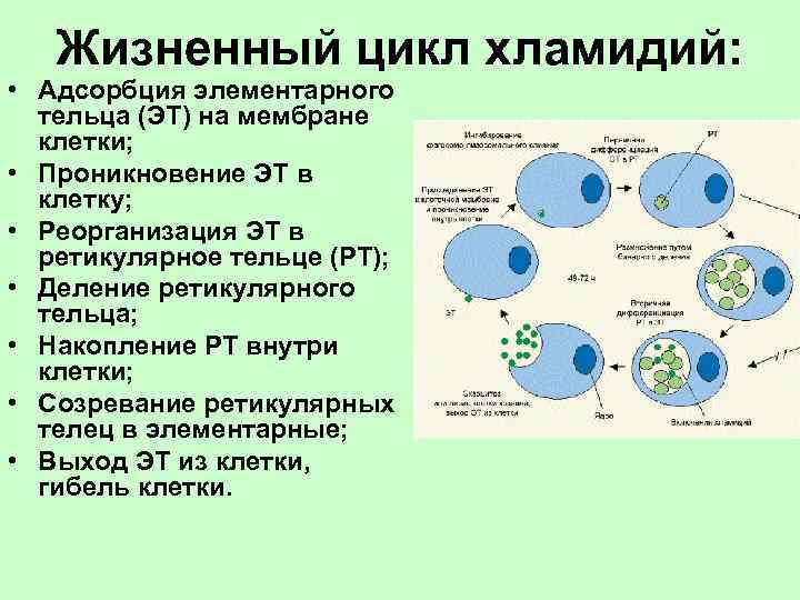   Жизненный цикл хламидий:  • Адсорбция элементарного  тельца (ЭТ) на мембране