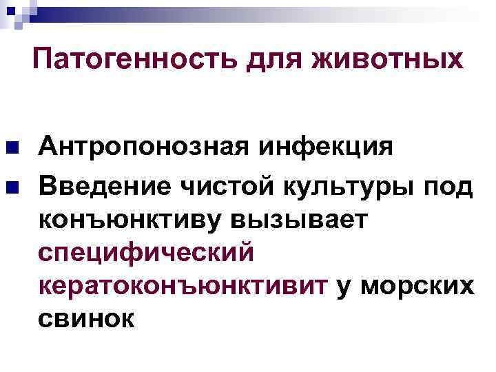  Патогенность для животных n Антропонозная инфекция n Введение чистой культуры под конъюнктиву вызывает