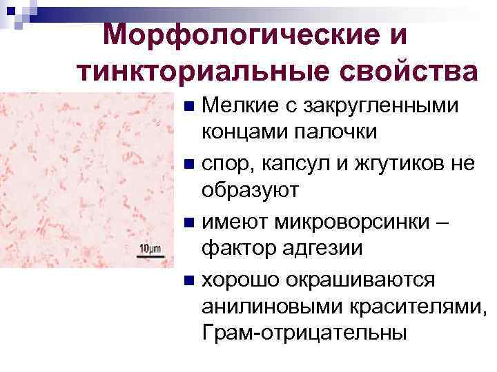  Морфологические и тинкториальные свойства n Мелкие с закругленными концами палочки n спор, капсул