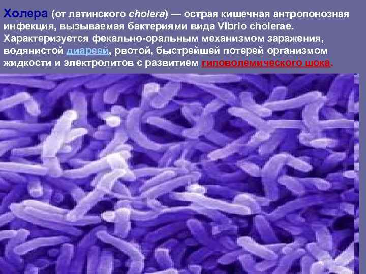 Холера (от латинского cholera) — острая кишечная антропонозная инфекция, вызываемая бактериями вида Vibrio cholerae. Холера (от латинского cholera) — острая кишечная антропонозная инфекция, вызываемая бактериями вида Vibrio cholerae.