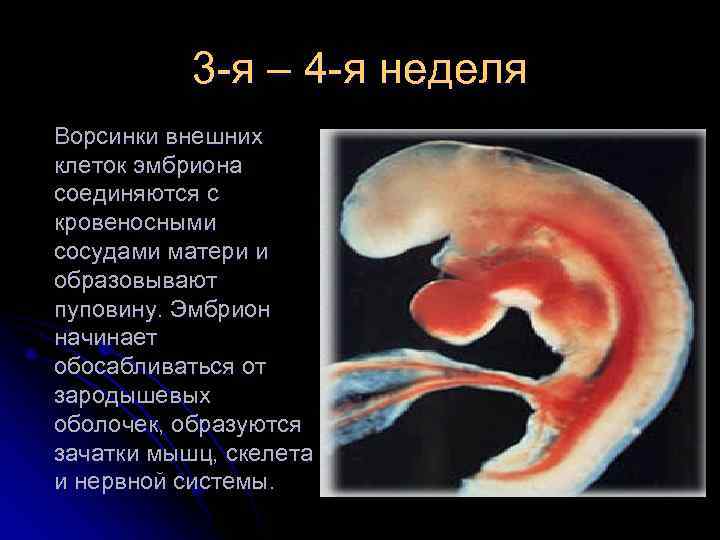  3 -я – 4 -я неделя Ворсинки внешних клеток эмбриона соединяются с кровеносными