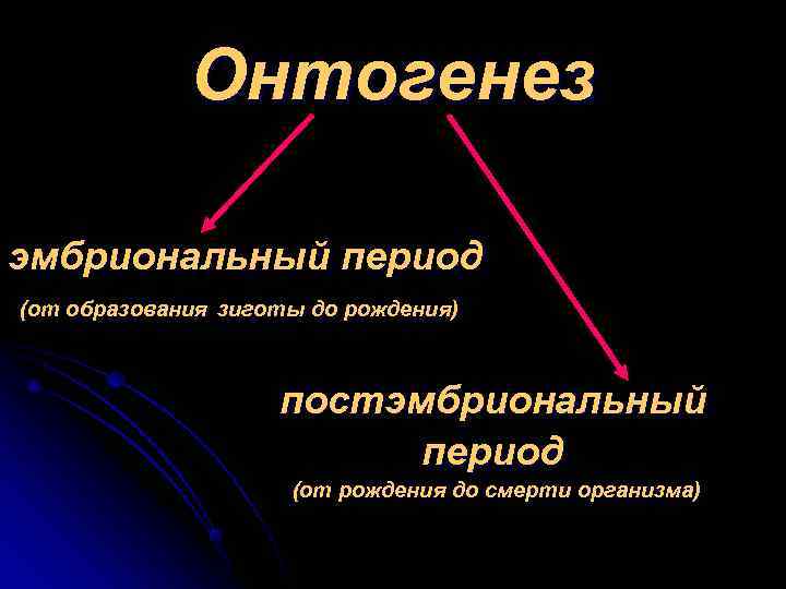  Онтогенез эмбриональный период (от образования зиготы до рождения) постэмбриональный период (от рождения до