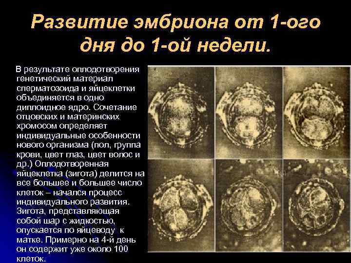  Развитие эмбриона от 1 -ого дня до 1 -ой недели. В результате оплодотворения