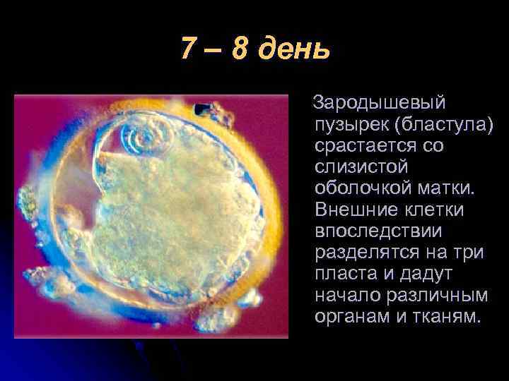 7 – 8 день Зародышевый пузырек (бластула) срастается со слизистой оболочкой матки. Внешние клетки