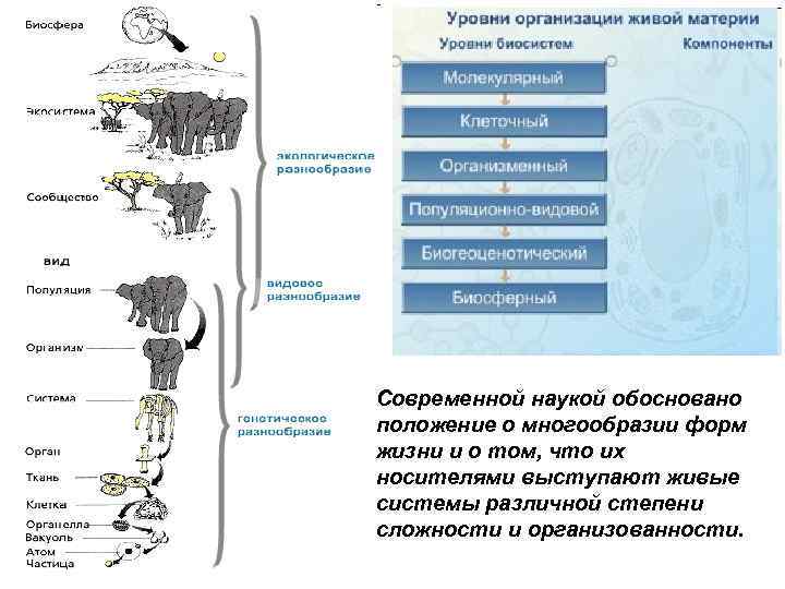 Современной наукой обосновано положение о многообразии форм жизни и о том, что их носителями