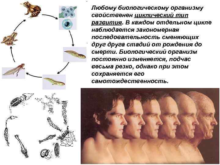 Рассмотрите рисунок 184 учебника назовите животных у которых в цикле развития наблюдается метаморфоз