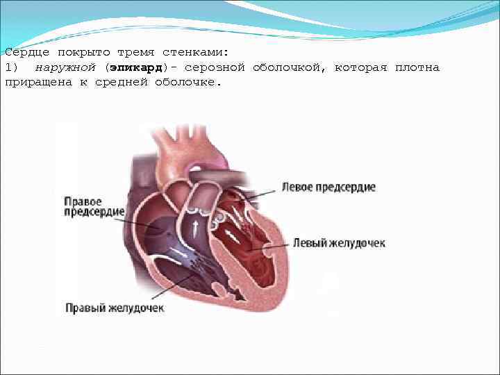 Сердце покрыто тремя стенками: 1) наружной (эпикард)- серозной оболочкой, которая плотна приращена к средней