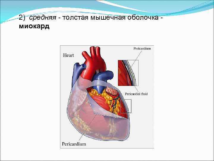 2) средняя - толстая мышечная оболочка - миокард 