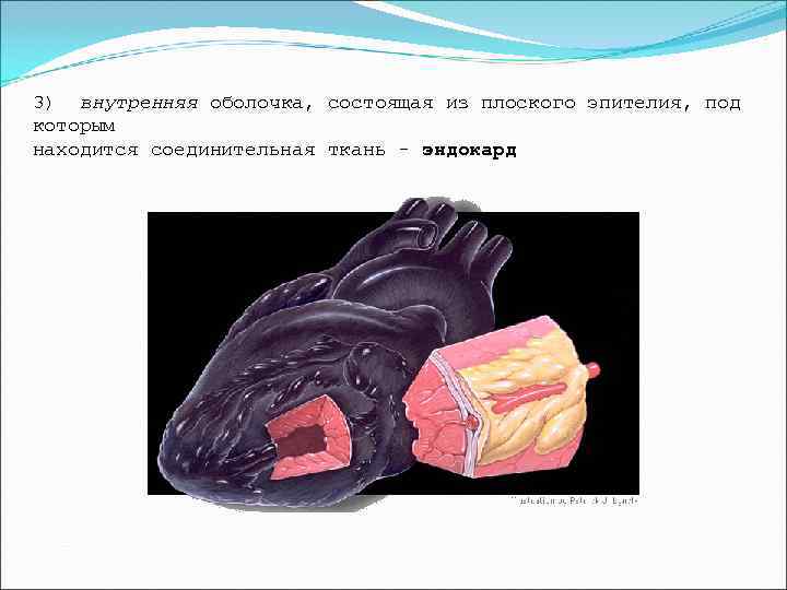 3) внутренняя оболочка, состоящая из плоского эпителия, под которым находится соединительная ткань - эндокард