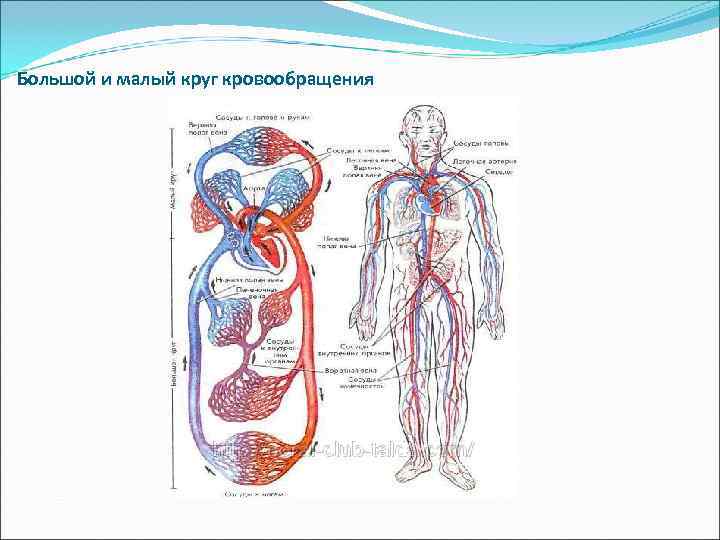 Большой и малый круг кровообращения 