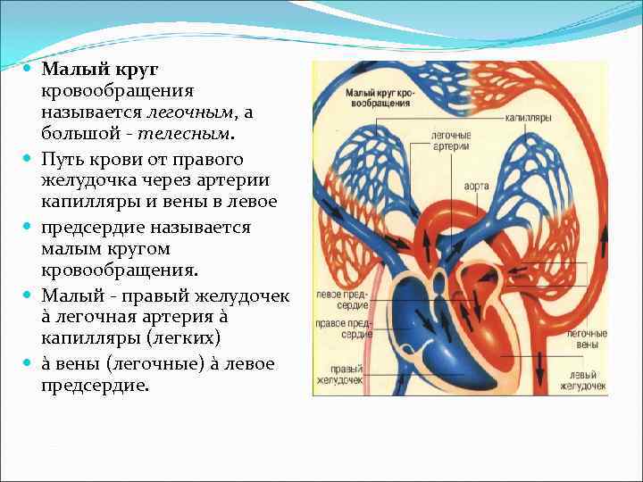 Малый круг кровообращения последовательность