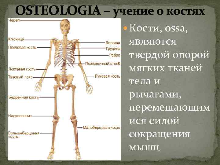 OSTEOLOGIA – учение о костях Кости, ossa, являются твердой опорой мягких тканей тела и