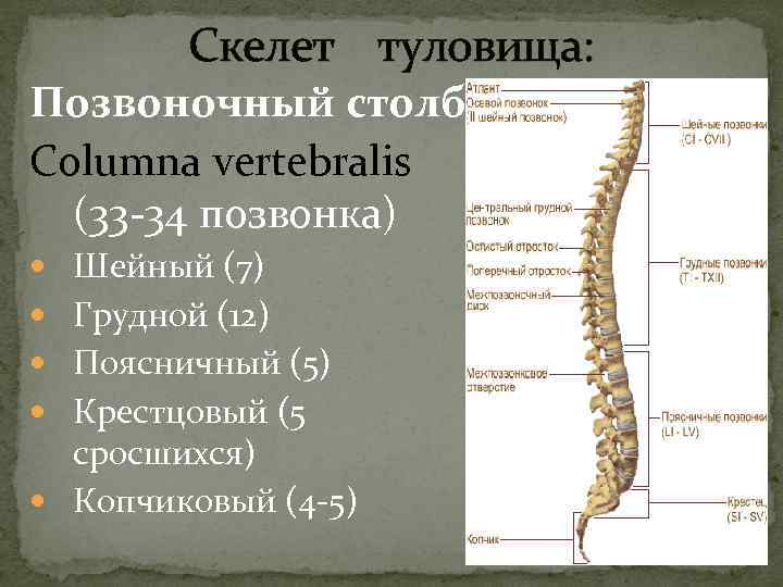  Скелет туловища: Позвоночный столб Columna vertebralis (33 -34 позвонка) Шейный (7) Грудной (12)