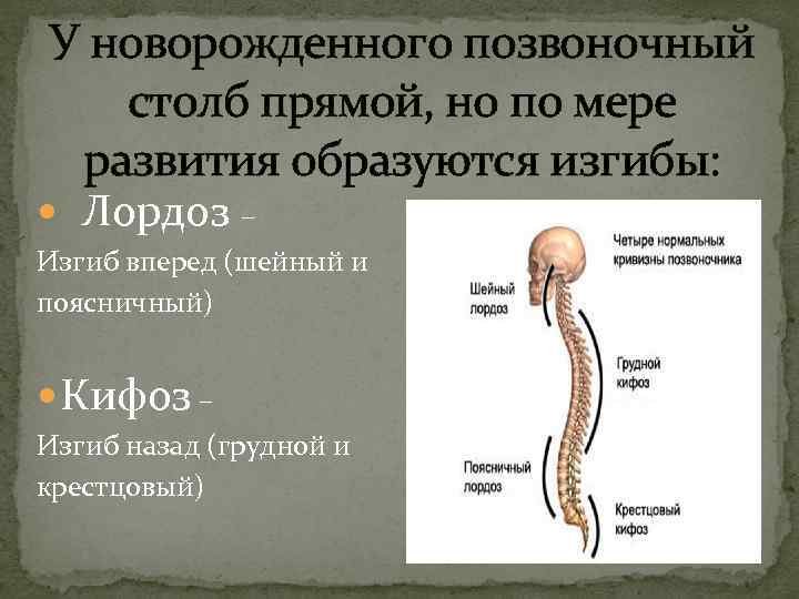 У новорожденного позвоночный столб прямой, но по мере развития образуются изгибы: Лордоз – Изгиб