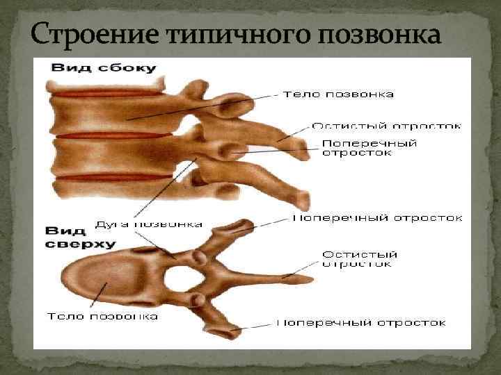 Строение типичного позвонка 