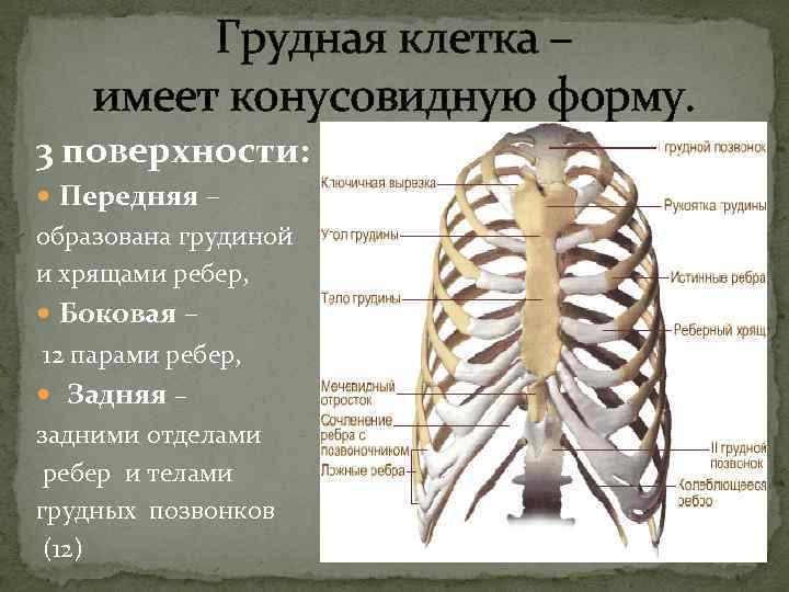  Грудная клетка – имеет конусовидную форму. 3 поверхности: Передняя – образована грудиной и