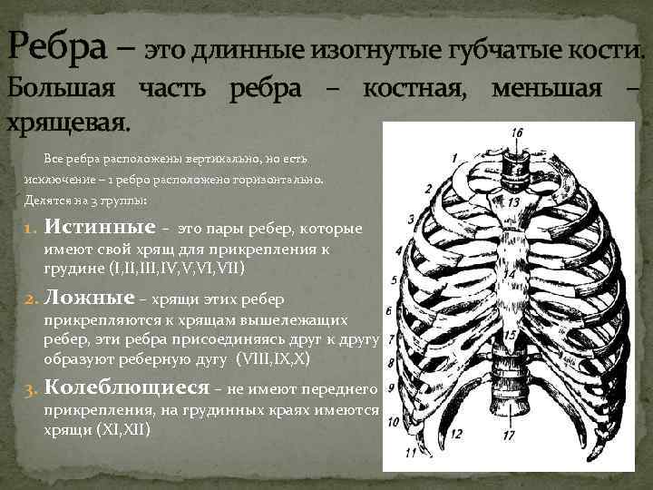 Ребра – это длинные изогнутые губчатые кости. Большая часть ребра – костная, меньшая –