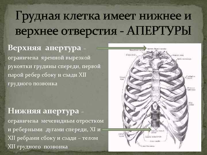  Грудная клетка имеет нижнее и верхнее отверстия - АПЕРТУРЫ Верхняя апертура – ограничена