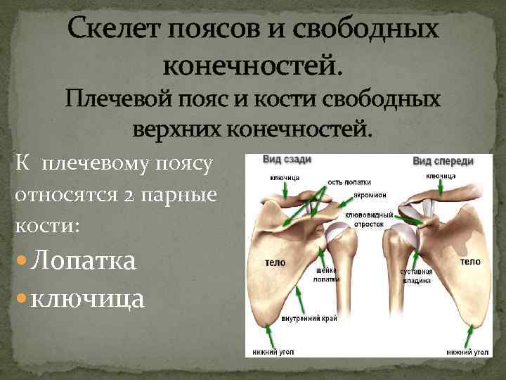  Скелет поясов и свободных конечностей. Плечевой пояс и кости свободных верхних конечностей. К