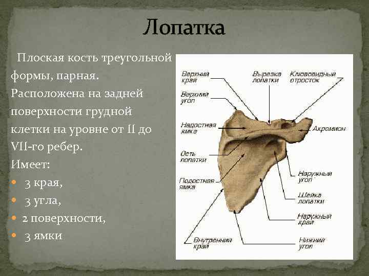  Лопатка Плоская кость треугольной формы, парная. Расположена на задней поверхности грудной клетки на