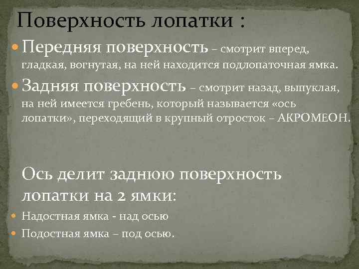  Поверхность лопатки : Передняя поверхность – смотрит вперед, гладкая, вогнутая, на ней находится