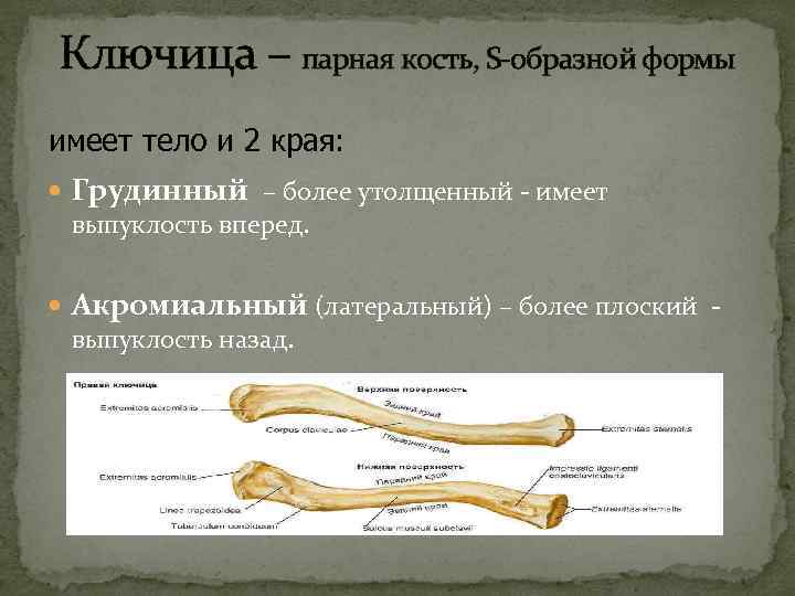 Ключица – парная кость, S-образной формы имеет тело и 2 края: Грудинный – более