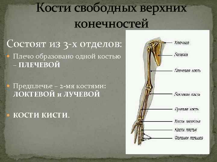  Кости свободных верхних конечностей Состоят из 3 -х отделов: Плечо образовано одной костью