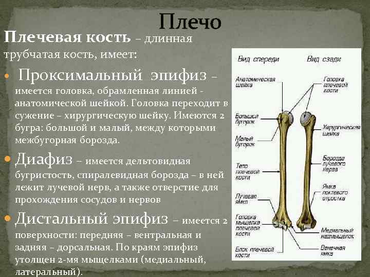  Плечо Плечевая кость – длинная трубчатая кость, имеет: Проксимальный эпифиз – имеется головка,