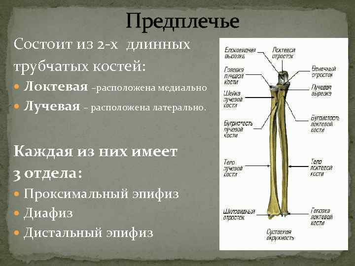  Предплечье Состоит из 2 -х длинных трубчатых костей: Локтевая –расположена медиально Лучевая –