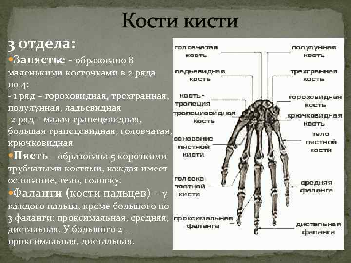  Кости кисти 3 отдела: Запястье - образовано 8 маленькими косточками в 2 ряда