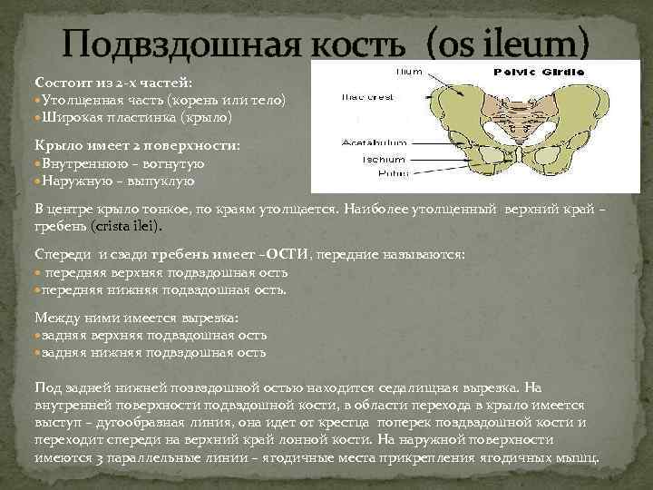  Подвздошная кость (os ileum) Состоит из 2 -х частей: Утолщенная часть (корень или