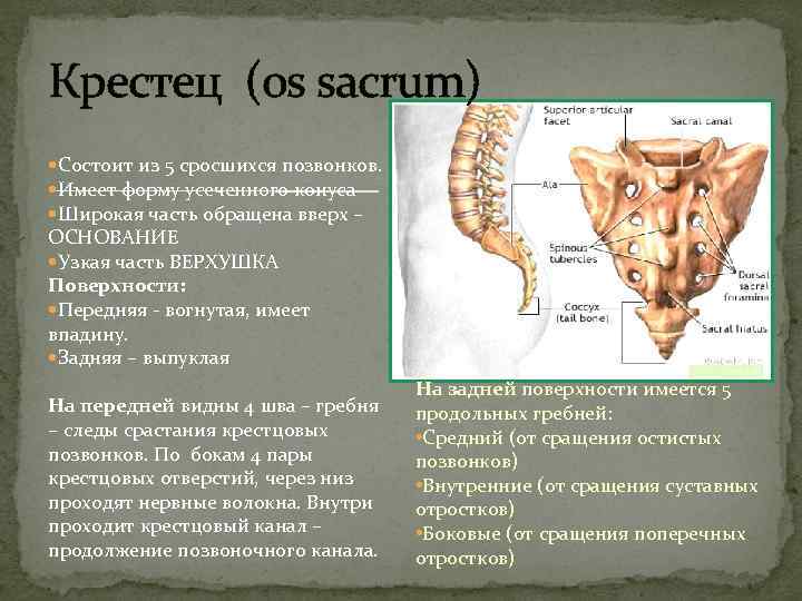 Крестец (os sacrum) Состоит из 5 сросшихся позвонков. Имеет форму усеченного конуса Широкая часть