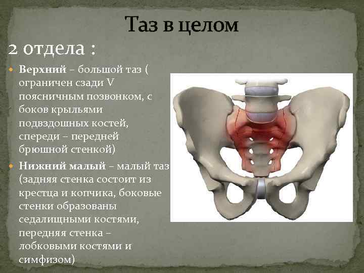  Таз в целом 2 отдела : Верхний – большой таз ( ограничен сзади