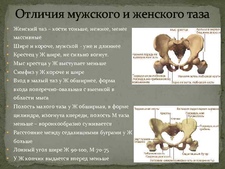  Отличия мужского и женского таза • Женский таз – кости тоньше, нежнее, менее