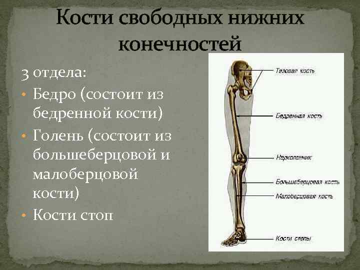  Кости свободных нижних конечностей 3 отдела: • Бедро (состоит из бедренной кости) •