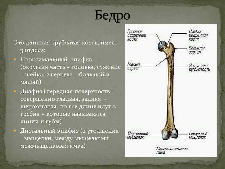  Бедро Это длинная трубчатая кость, имеет 3 отдела: Проксимальный эпифиз (округлая часть –