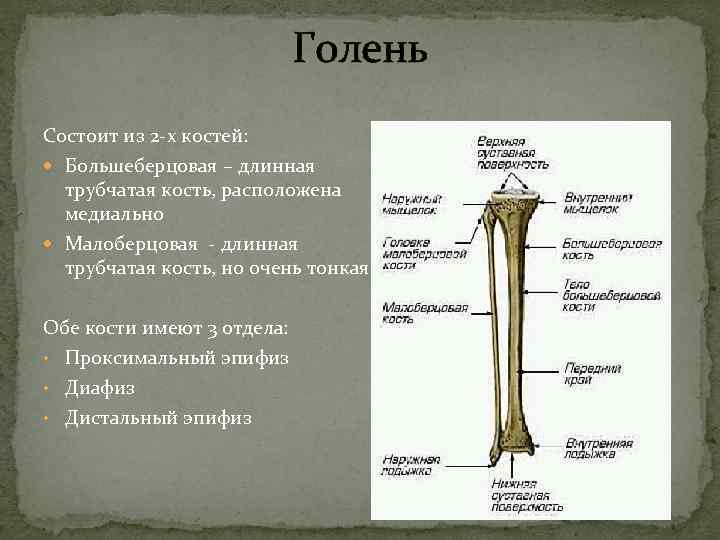  Голень Состоит из 2 -х костей: Большеберцовая – длинная трубчатая кость, расположена медиально