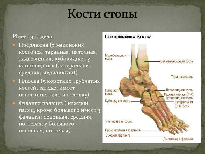  Кости стопы Имеет 3 отдела: Предлюсна (7 маленьких косточек: таранная, пяточная, ладьевидная, кубовидная,